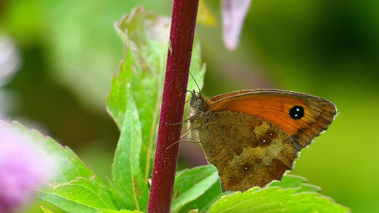 Van koevinkje tot oranje zandoogje: aantal dagvlinders in Vlaanderen met 38 procent gedaald sinds 1991