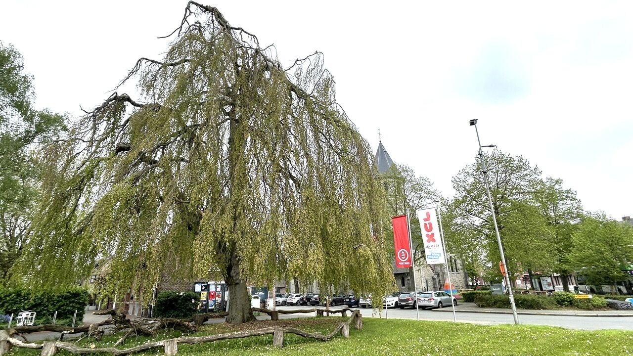 Iconische treurbeuk van Rollegem verdwijnt: "Einde is duidelijk nabij"