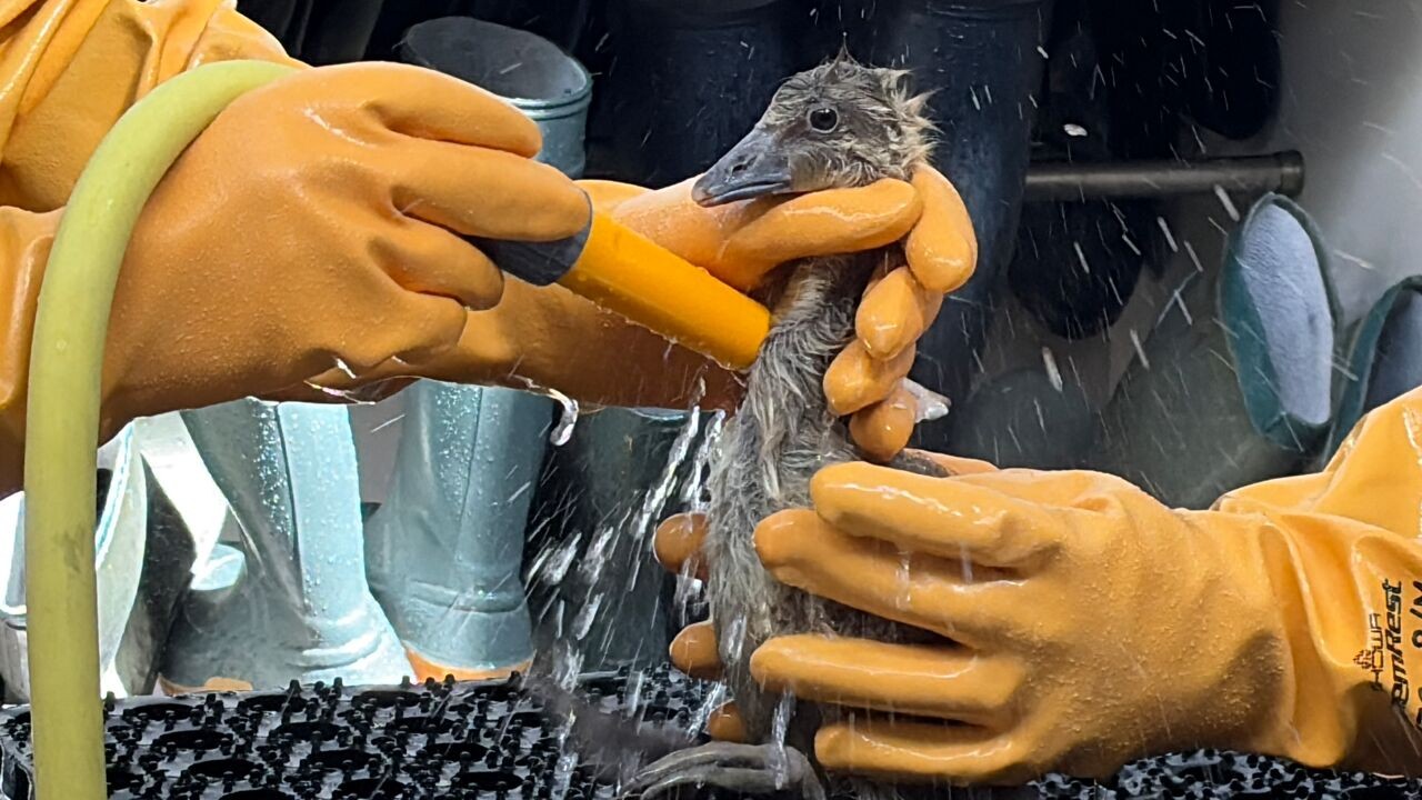 Besmeurde gansjes verzorgd in Oostende na olielek in Antwerpse haven: "Ze lagen te sterven"