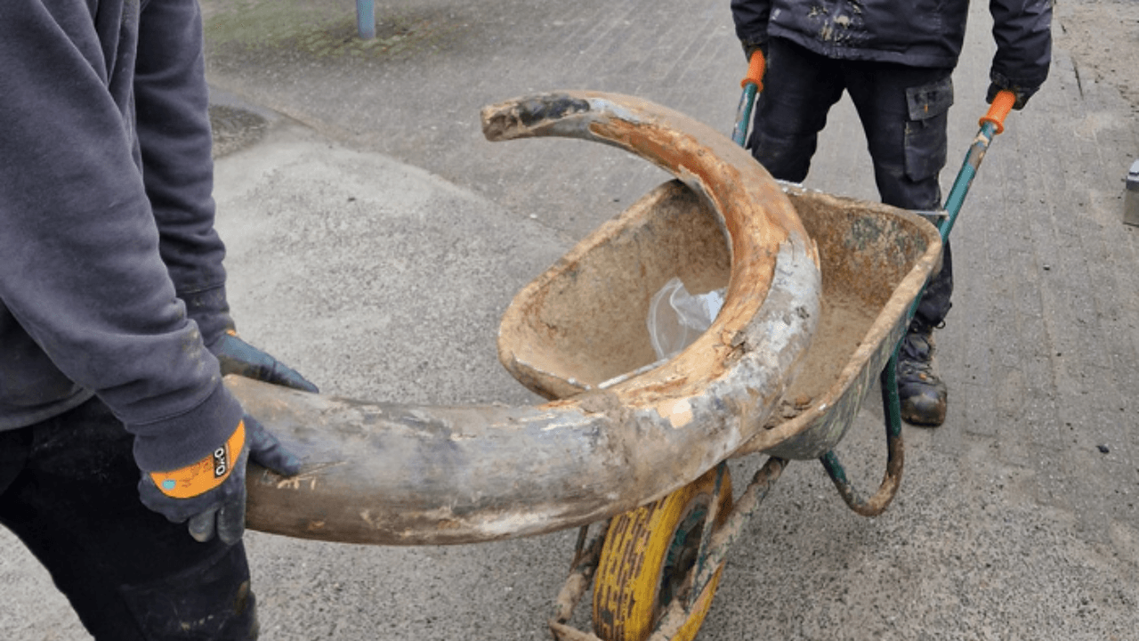 Na vondst mammoetslagtanden in Denderleeuw: waarom graven onderzoekers niet verder?