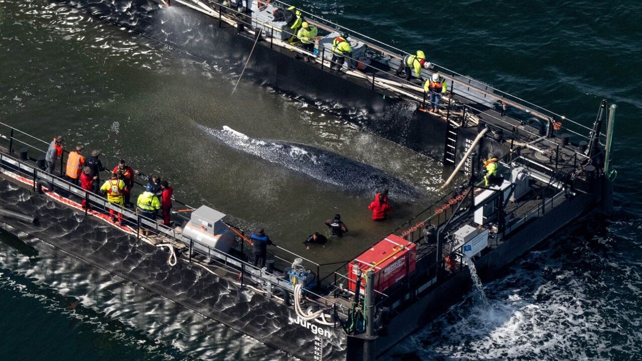 Bultrug Timmy succesvol aan boord van schip gehesen: sleepschip zet koers richting open zee