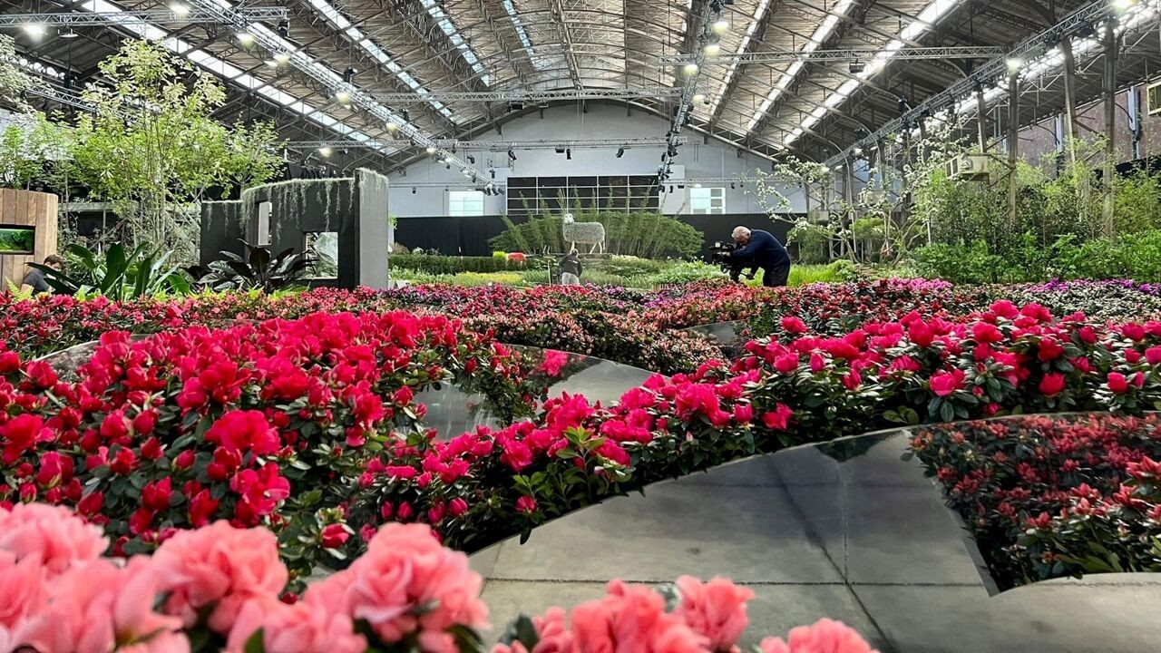 Gentse Floraliën openen vrijdag: hoe zorgen kwekers ervoor dat honderdduizenden bloemen exact op tijd bloeien?