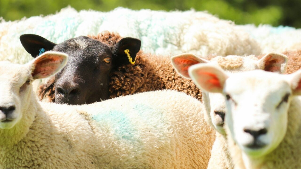Zwart schaap zijn, blauwtje lopen of groen lachen: waar komen kleuren in uitdrukkingen vandaan?