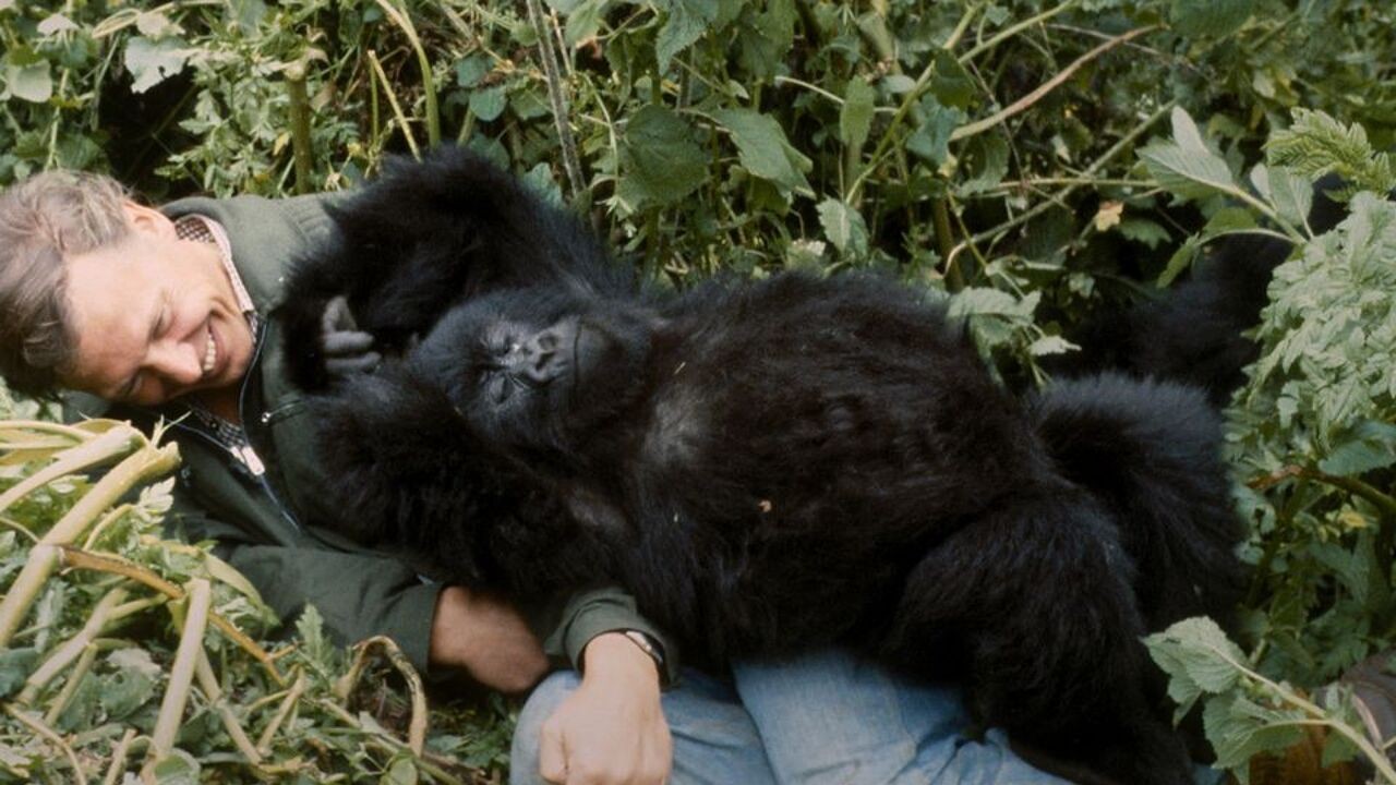 Macht, intriges en knuffels: David Attenborough vertelt een menselijk verhaal – met gorilla's in de hoofdrol