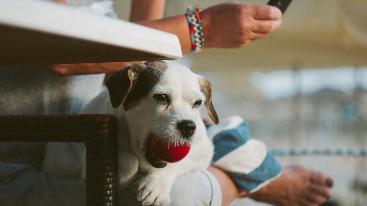 Knokke-Heist maakt einde aan grijze zone: honden voortaan ook officieel welkom in strandbars