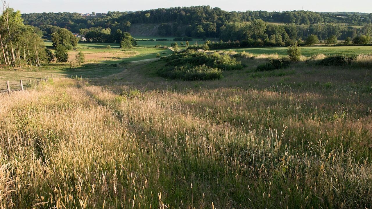 Waardevolle Vlaamse plattelandsnatuur vaker illegaal vernietigd: "Herstel kan honderden jaren duren"
