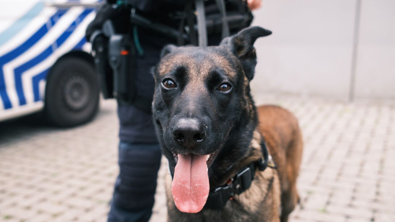 Twee jaar geleden verwaarloosd aangetroffen, nu beleeft Bob 1e werkdag als drugshond bij Brusselse politie