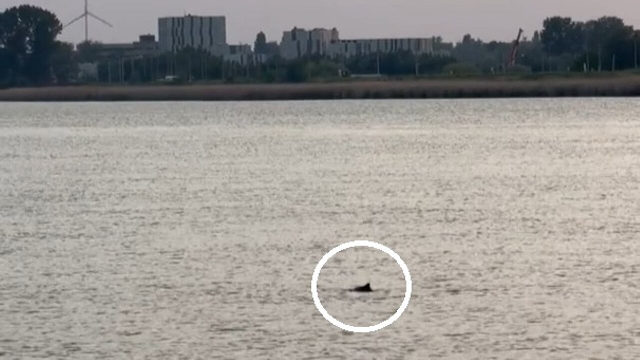 Toevallige voorbijganger Fien filmt bruinvis aan Antwerpse Scheldekaaien: "Toen ik de vin zag, ben ik blijven kijken"