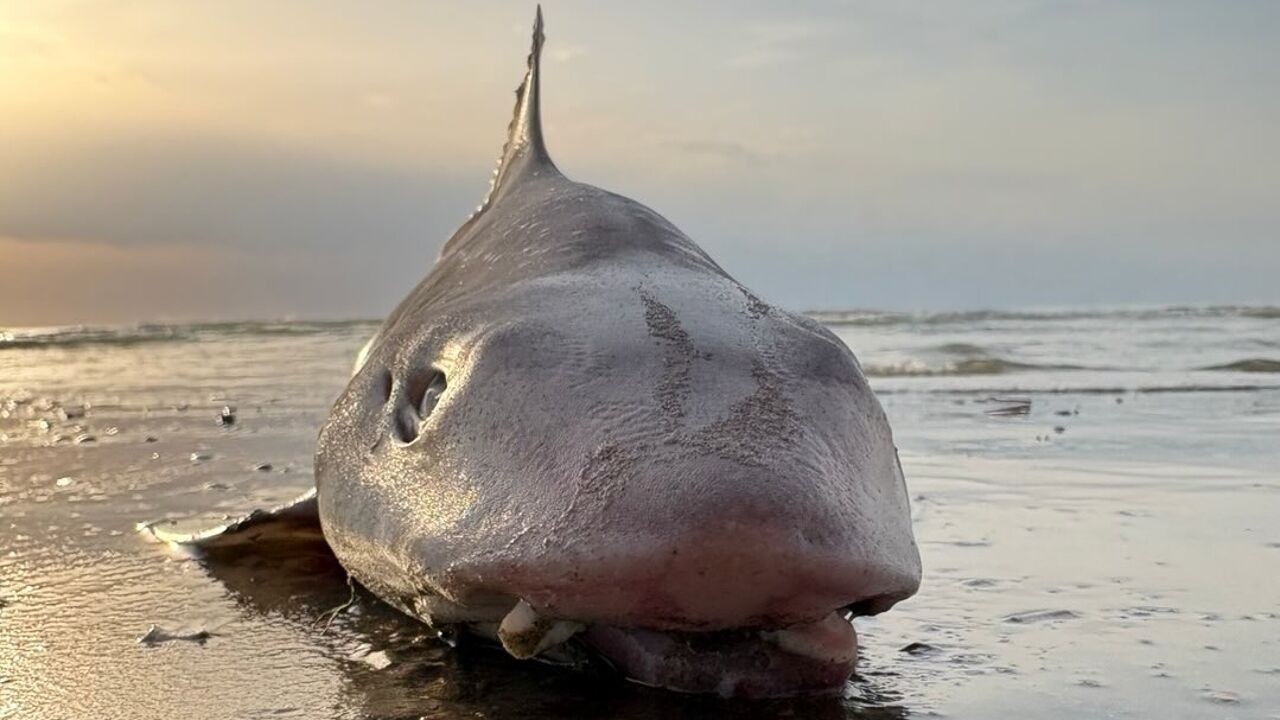 Al zeker 24 gevlekte gladde haaien aangespoeld tussen Koksijde en De Panne: "Wellicht overboord gegooid door vissers"