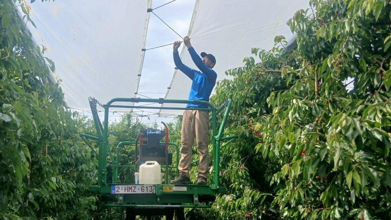 Kersentelers in Haspengouw en Hageland bereiden zich voor op onweer en hagel