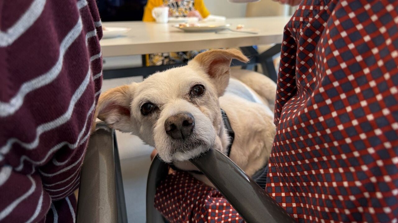 Emotioneel afscheid van hond Messi in woonzorgcentrum in Elverdinge: "Hij bracht een glimlach op moeilijke momenten"