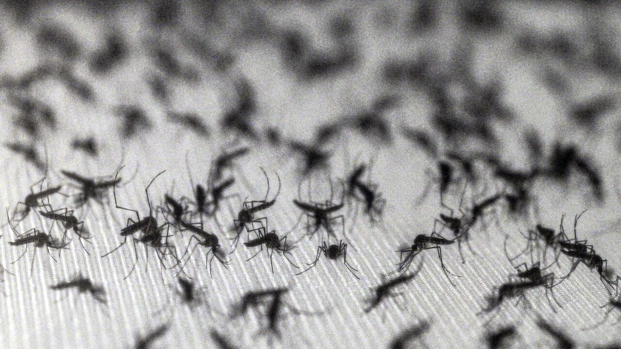 Google wil 64 miljoen gesteriliseerde muggen vrijlaten in Californië en Florida