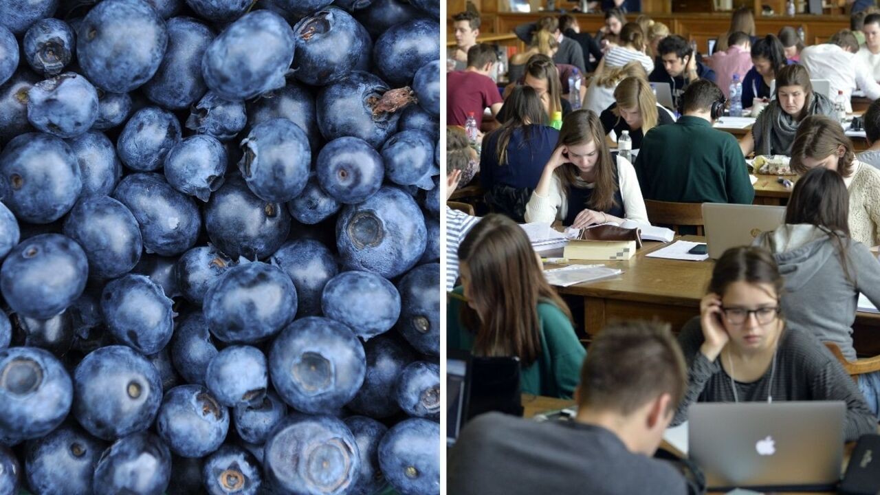 Blauwe bessen of vette vis voor examen wiskunde? Albert Heijn lanceert opmerkelijke tool voor studenten