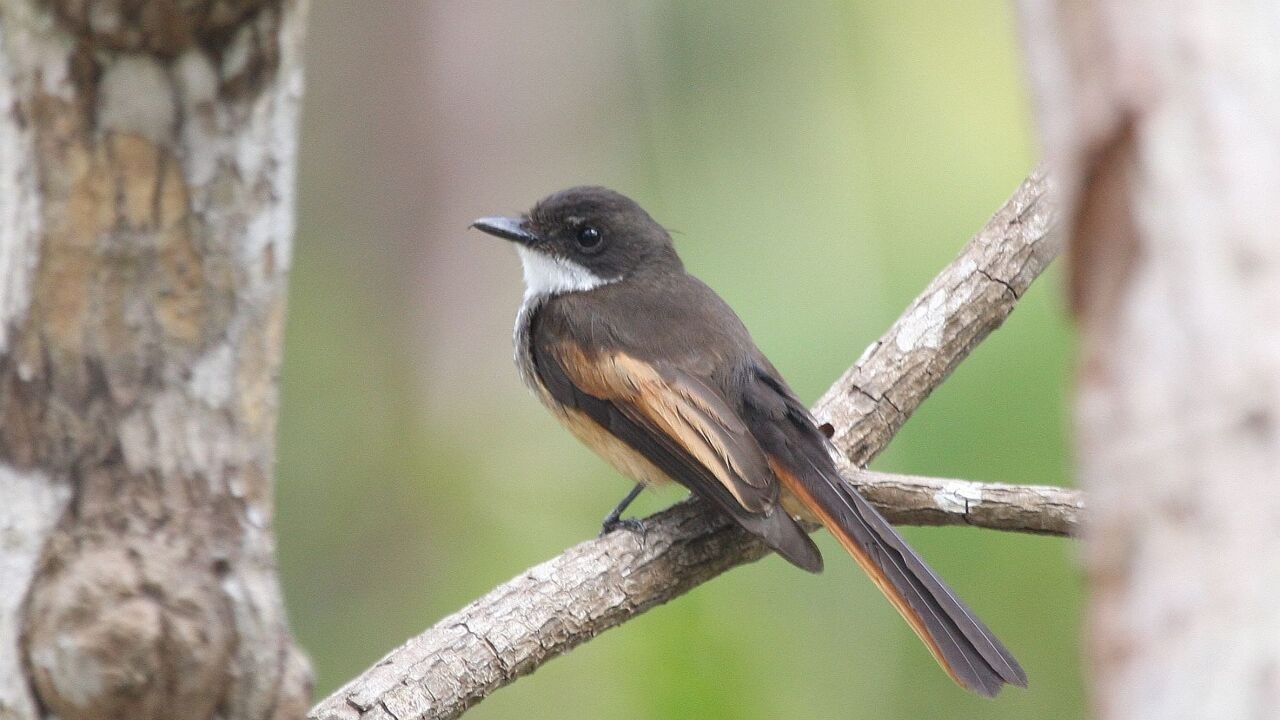 Philippe Verbelen uit Gent ontdekte in 2009 nieuwe vogelsoort op eiland in Indonesië, maar besefte het zelf niet