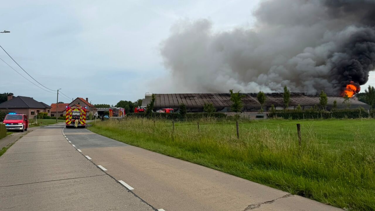 Brand vernietigt stal in Glabbeek en doodt 1.500 varkens van familiebedrijf