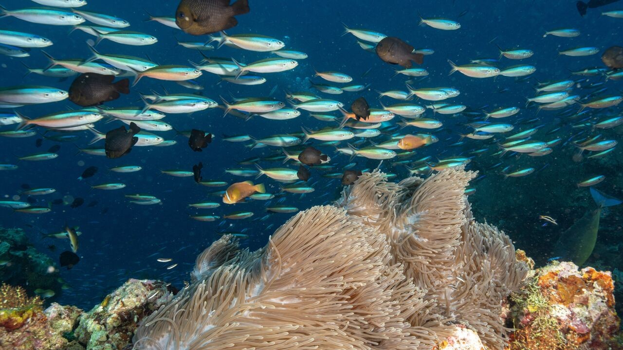 Oceanen staan onder steeds grotere druk door 3 verschillende stressfactoren: "Komen in ademnood"
