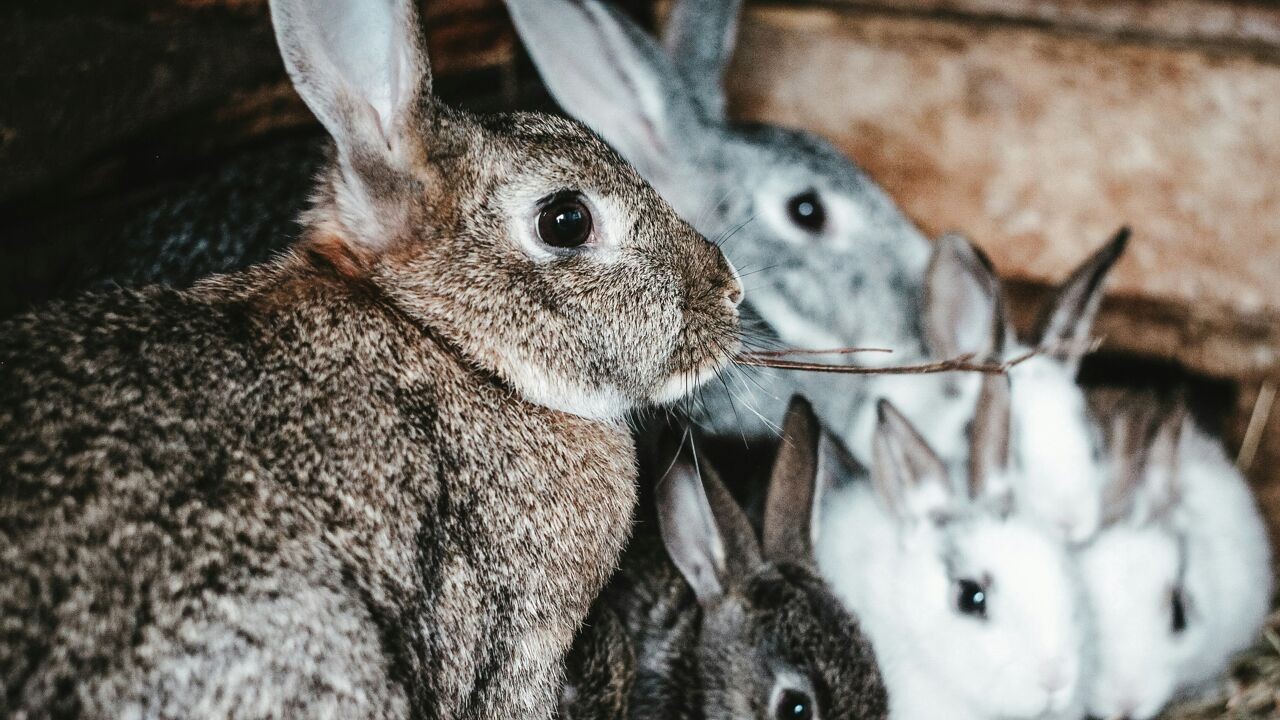 Australië lijkt strijd tegen 250 miljoen konijnen te verliezen: "Virussen werken niet meer"