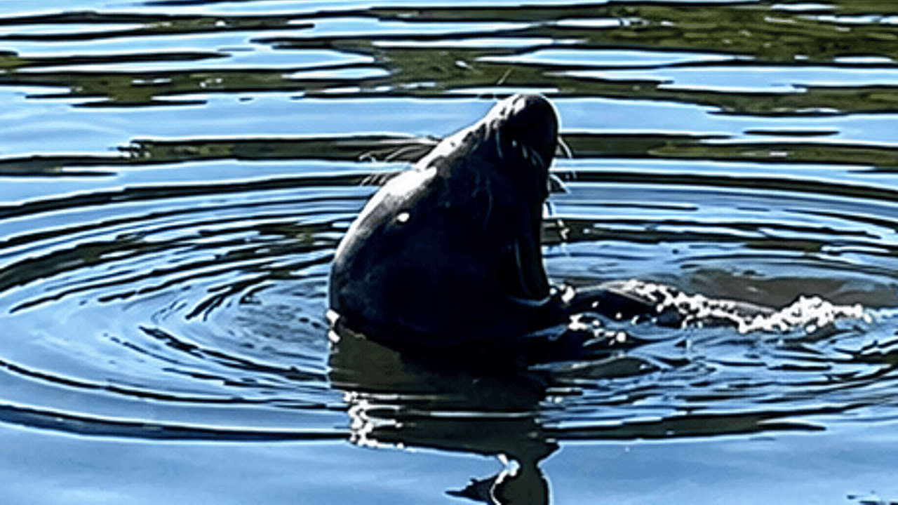 Zeehond gespot in kanaal in Oudenburg: "Zolang hij voedsel vindt, is er geen reden tot paniek"
