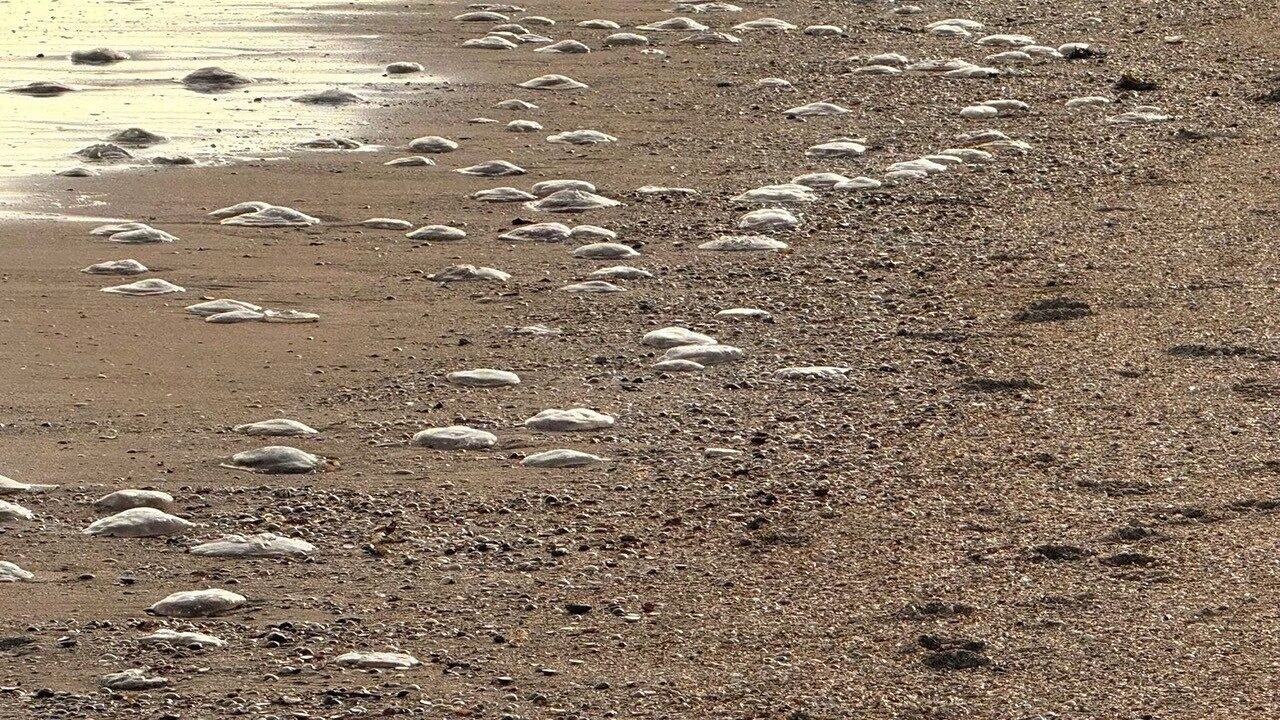 Massaal veel kwallen spoelen aan op strand in Knokke-Heist en Wenduine: "Ze zijn ongevaarlijk"