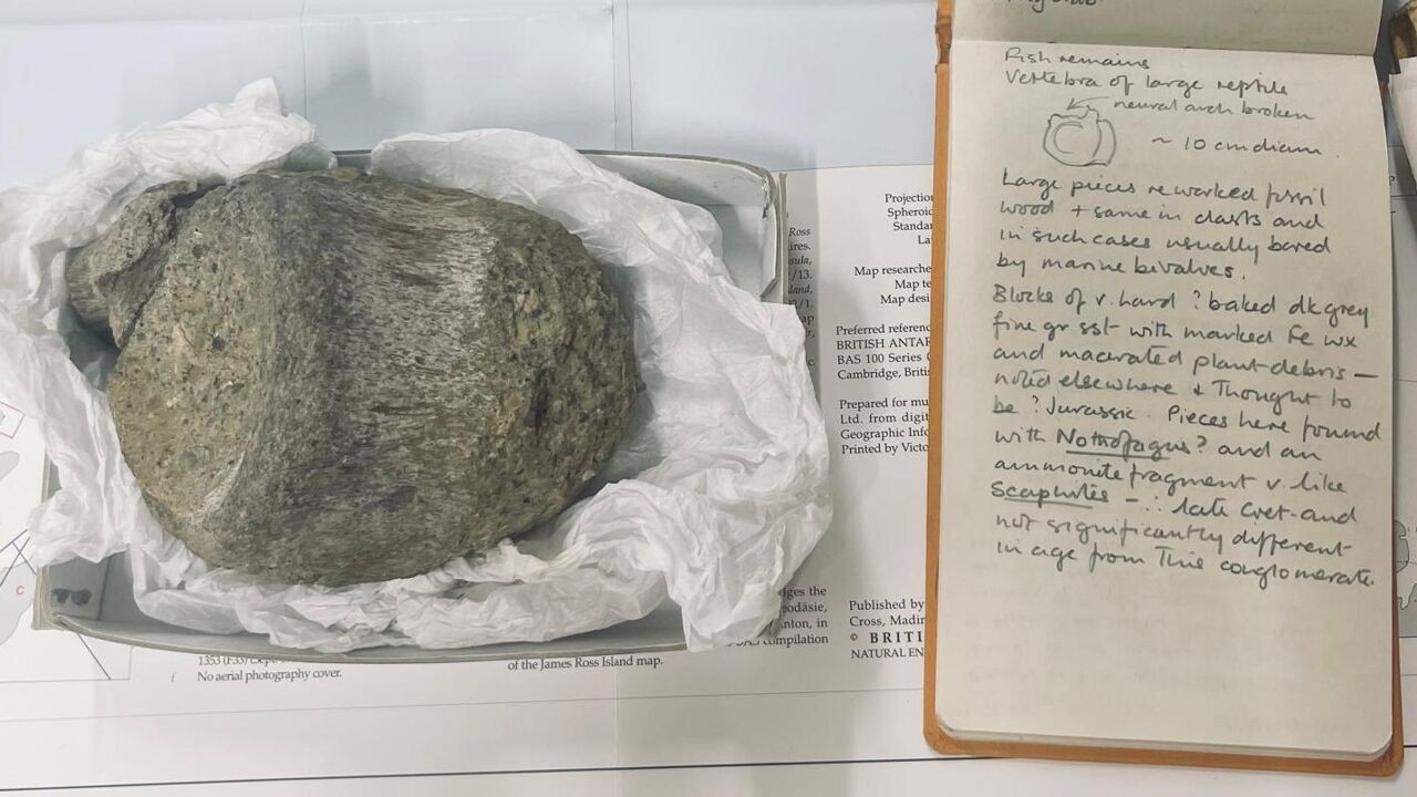 Bot dat 40 jaar in lade in Verenigd Koninkrijk lag, blijkt allereerste dinofossiel ooit gevonden op Antarctica