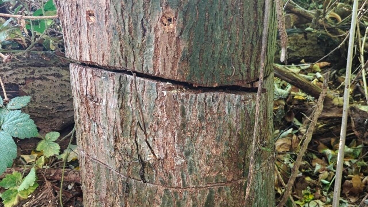 30 bomen in Aalsters geboortebos zwaar beschadigd: "Iemand wil dit bos doen verdwijnen"