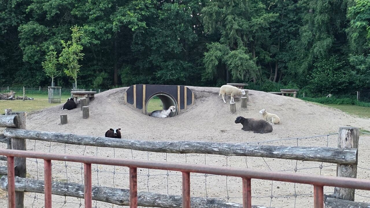 "Donderslag bij heldere hemel": kinderboerderij in Brasschaat isoleert dieren na mogelijke link met niercomplicaties kinderen