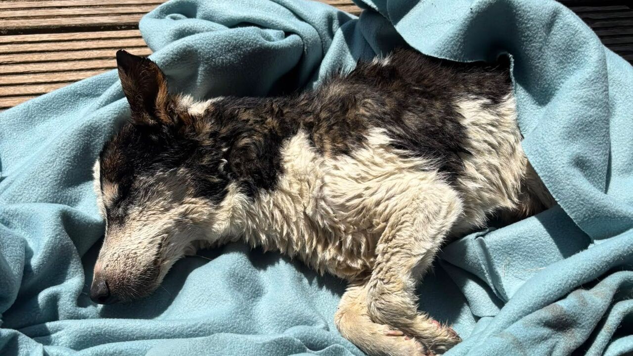 "Hij was letterlijk aan het verdrinken": kajakkers Merlijn en Dane redden uitgeput hondje uit de IJzer in Roesbrugge