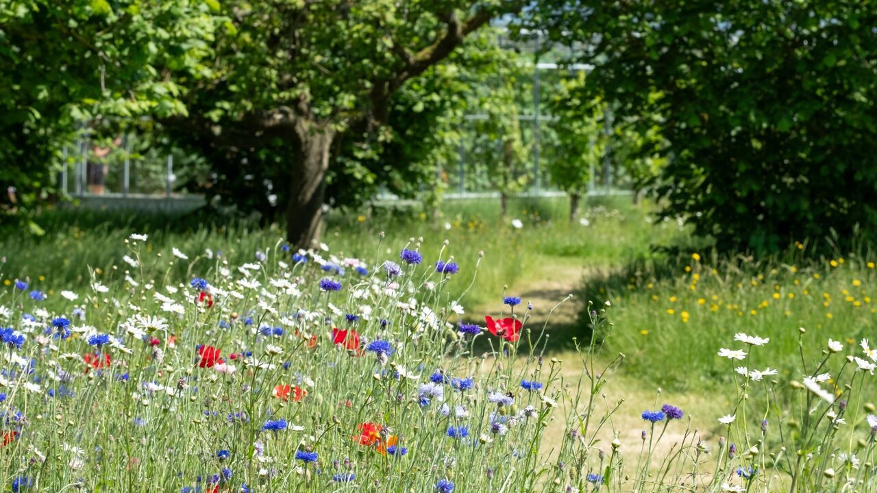Nu we wachten op regen: zo maak je een droogtebestendige tuin die ook 's zomers groen blijft