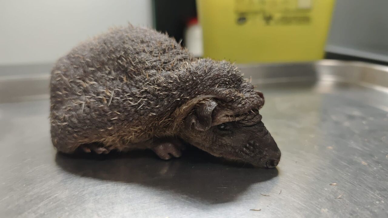 Natuurhulpcentrum Oudsbergen vangt egel zonder stekels op: "Dit hebben we nog nooit gezien"