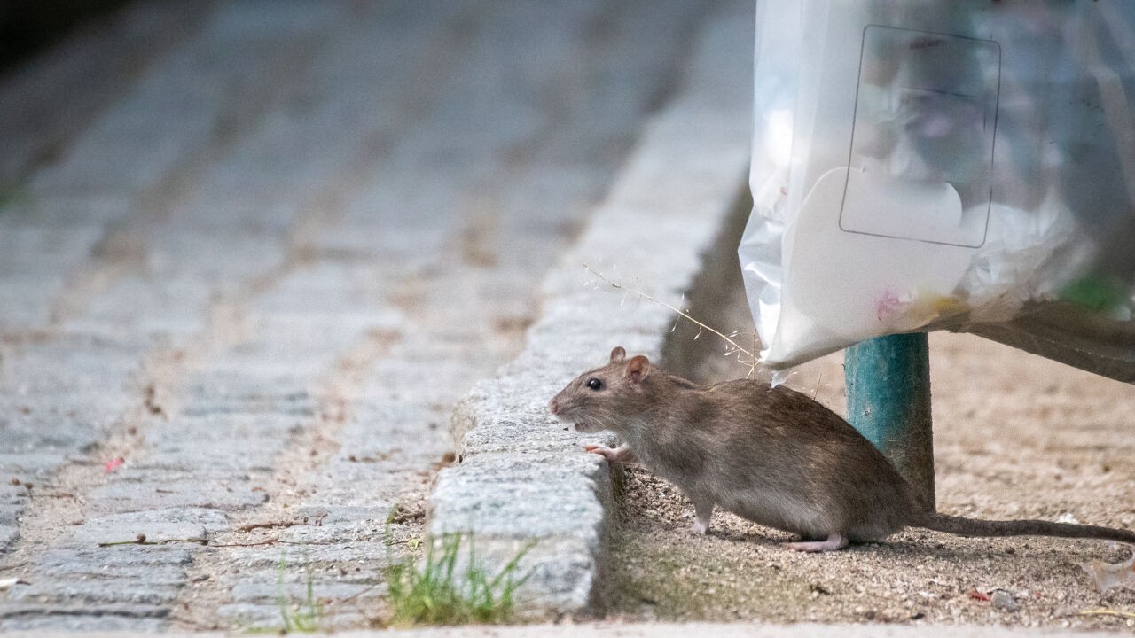 Warm weer lokt ratten uit hun schuilplaatsen: "Ze zoeken verkoeling, net als mensen"