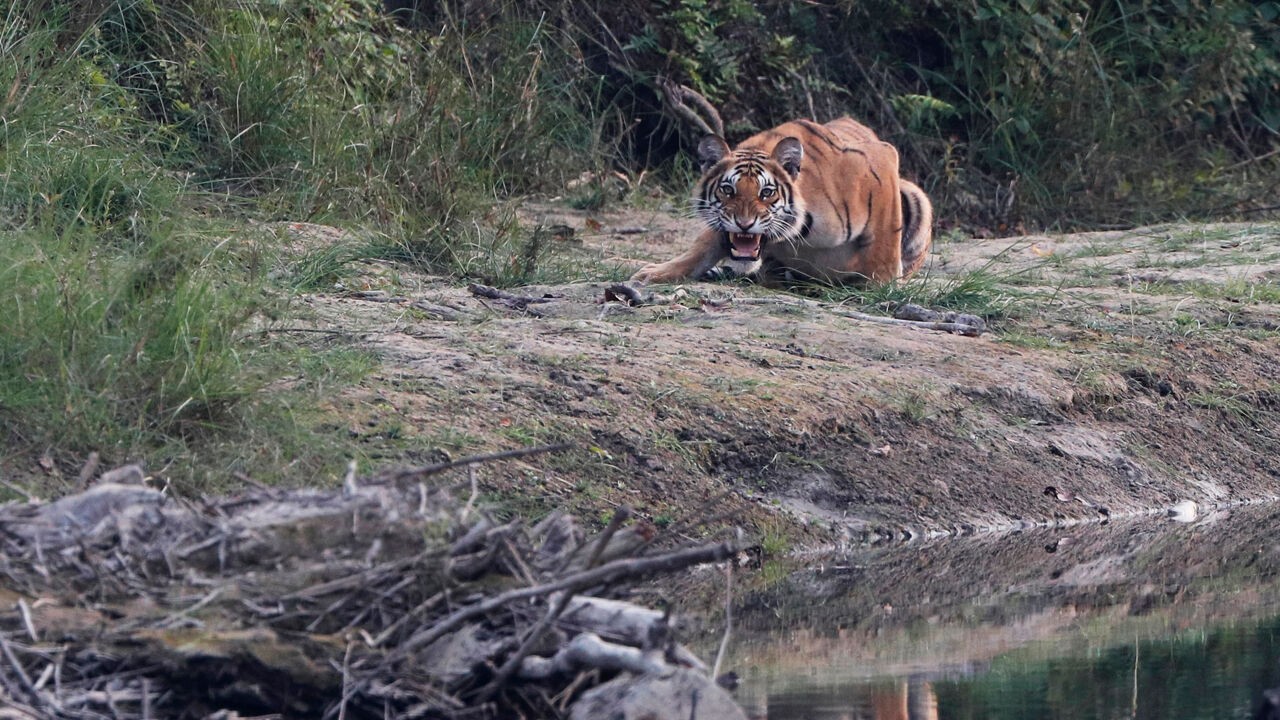 Tijger aan opmerkelijke opmars bezig in Nepal, maar hoe doet hij het globaal gezien?