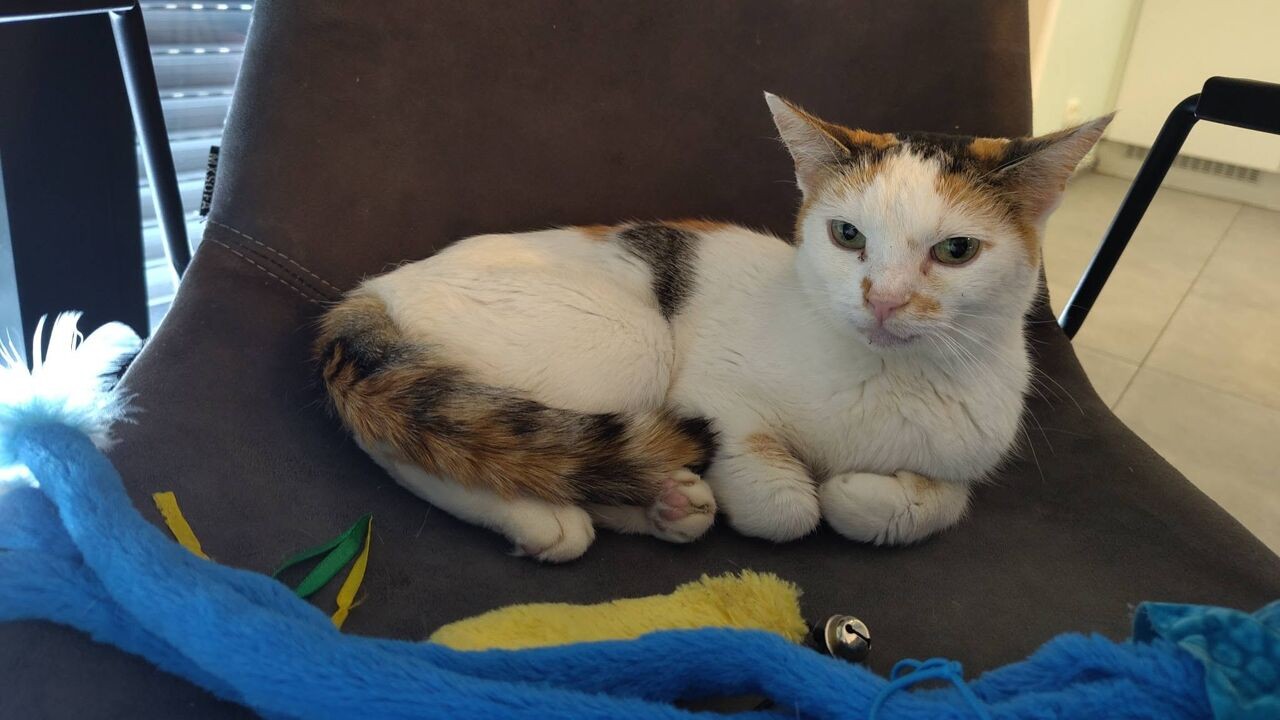 Kat Roos uit Diest duikt na 2 weken op in Strombeek-Bever, 60 kilometer van huis