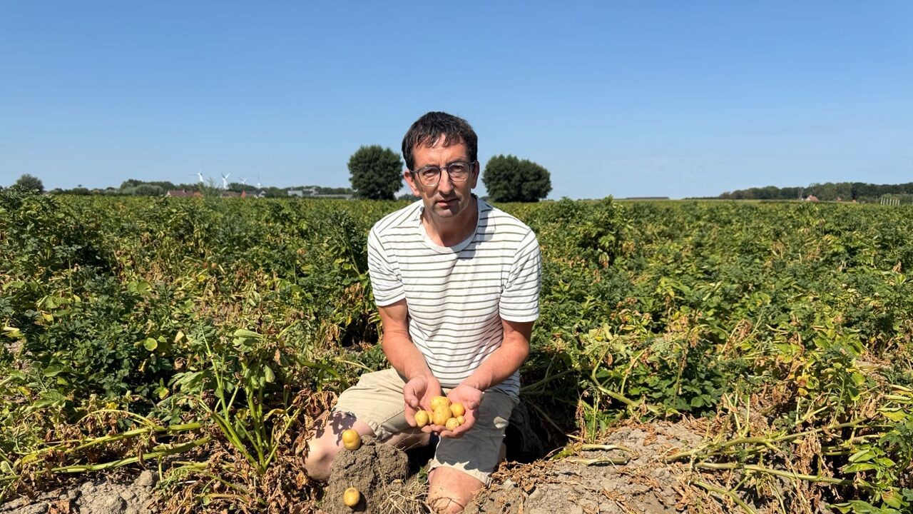"2026 wordt geen groot frietjaar": lege bufferbekkens zetten aardappelteelt in de Westhoek onder druk
