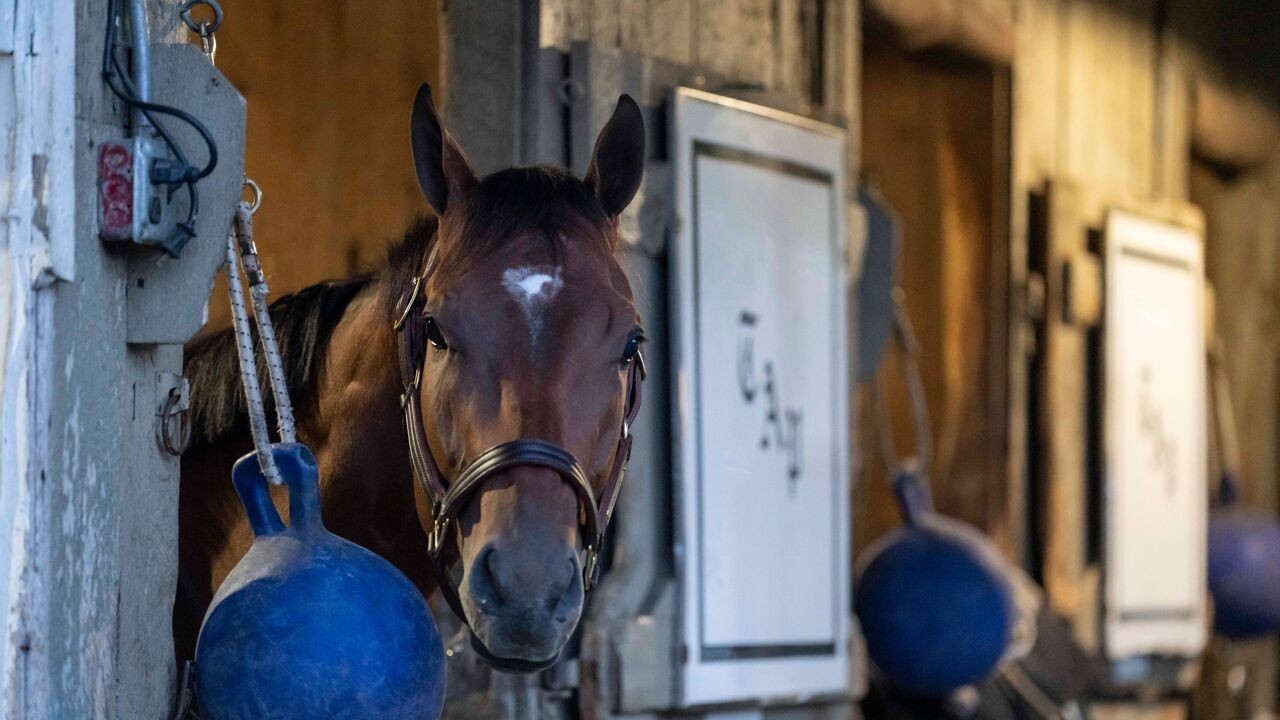 Eerste besmetting met westnijlvirus bij paard in België nu officieel bevestigd: "Geen verrassing dat virus hier opduikt"