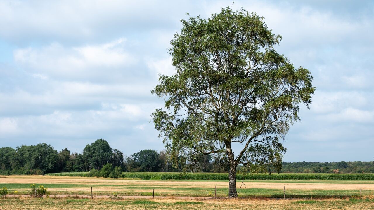 Waarom verliezen sommige bomen nu al bladeren, alsof het herfst is? En welke soorten kunnen het best tegen de droogte?