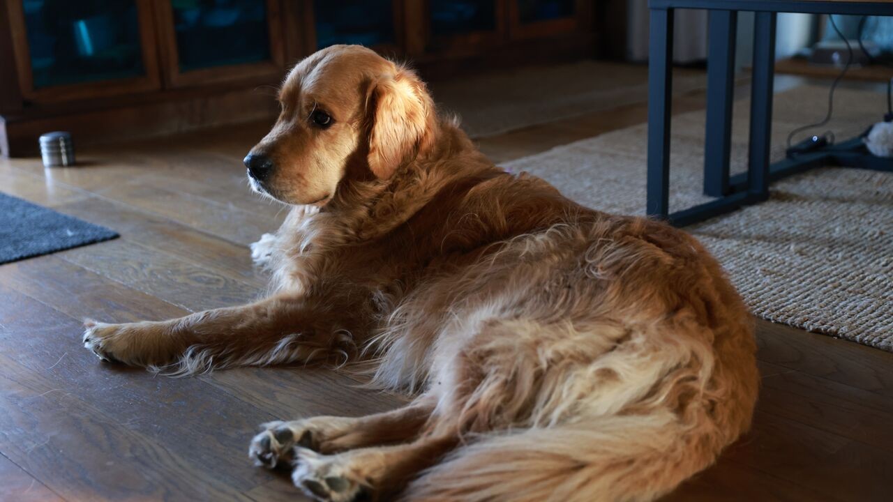 Wat merken honden en katten van de zonsverduistering en hoe reageer je best als baasje?
