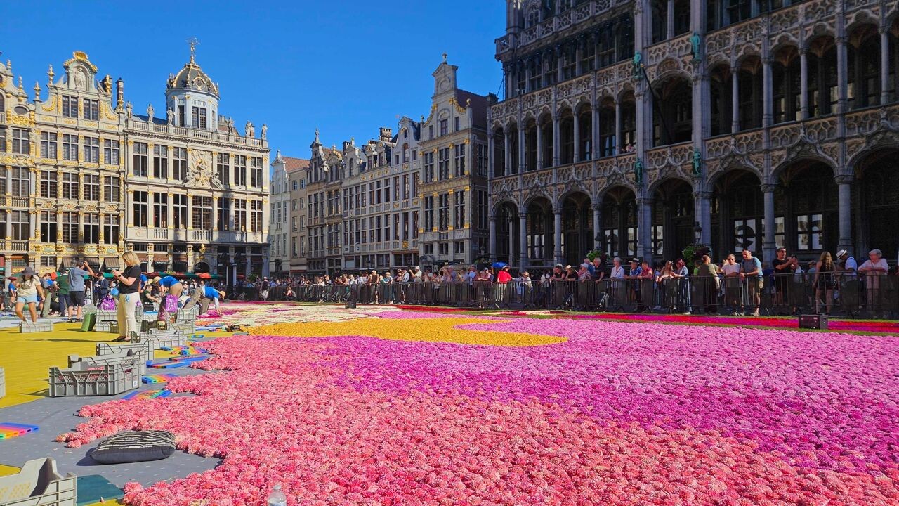 Ondanks hitte: 750.000 dahlia's toveren Grote Markt van Brussel om tot Japans bloementapijt