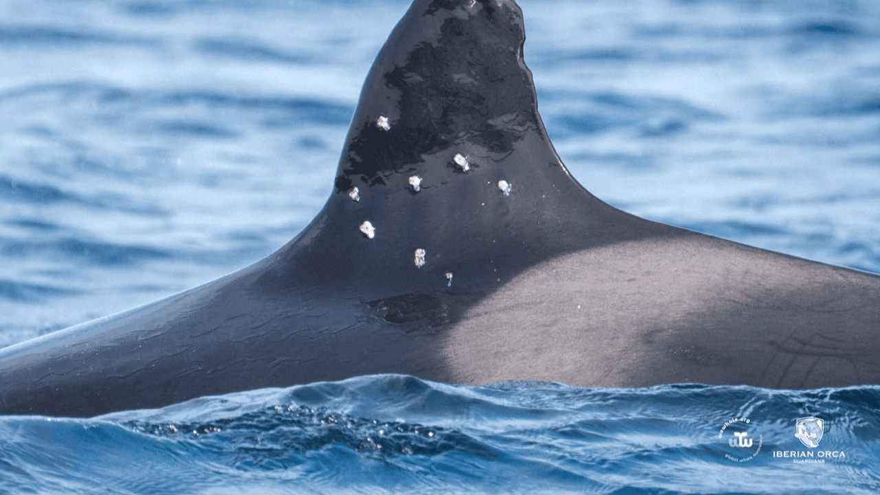 Spanje opent onderzoek naar mogelijke aanslag op oudste Iberische orka: vergelding voor rammen van boten?