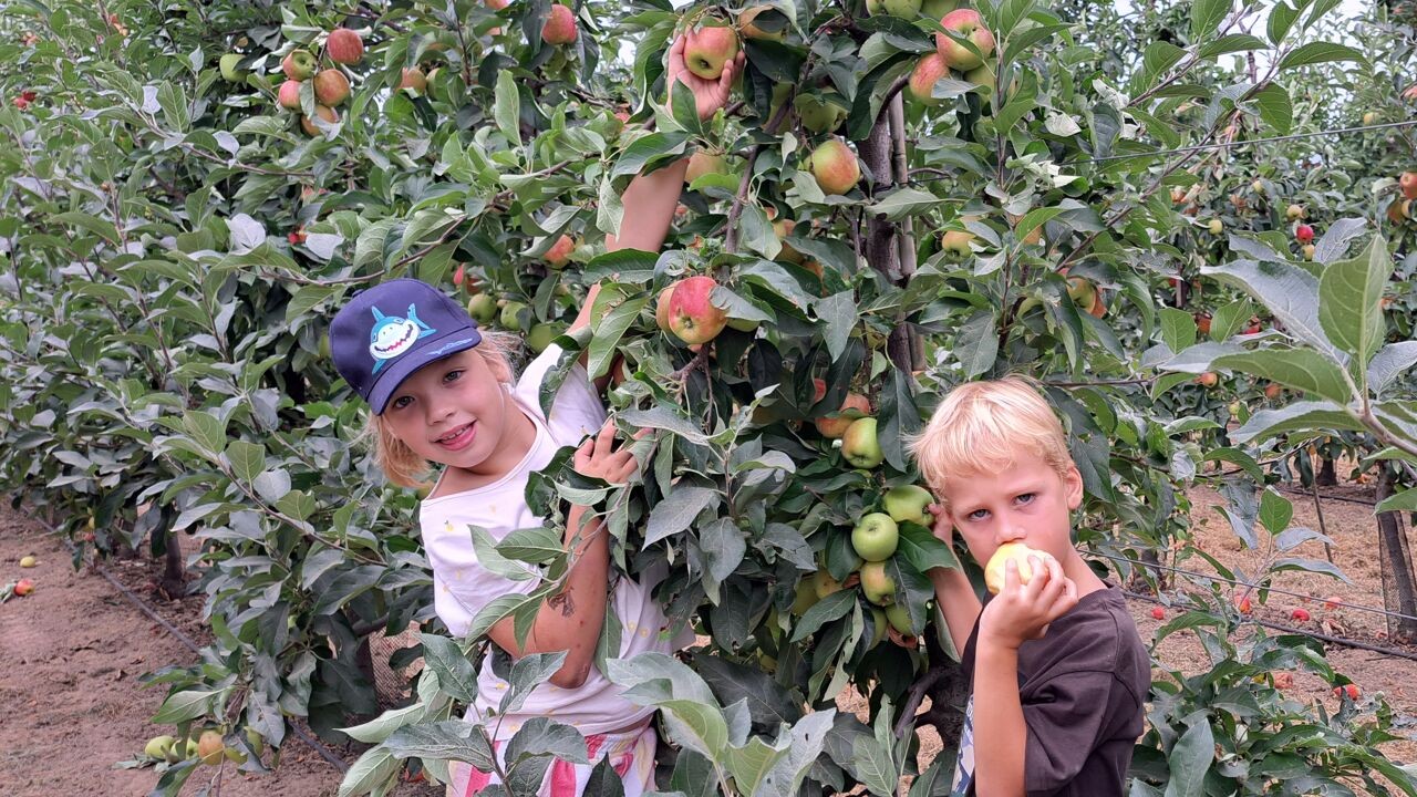 Fruitboer in Bekkevoort laat klanten zelf appels plukken na hagelschade: "Supermarkt wil dit fruit niet"