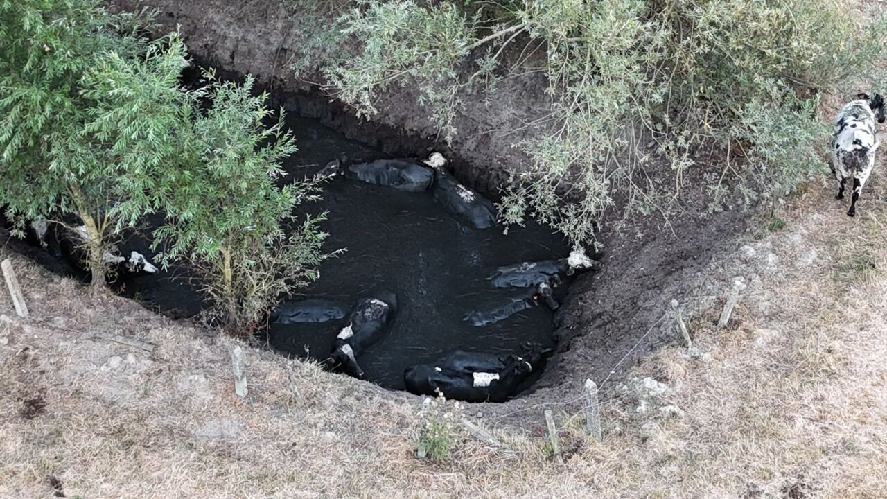 Dronepiloot Sam (35) ontdekt 13 koeien in waterput: brandweer kan ze een voor een redden