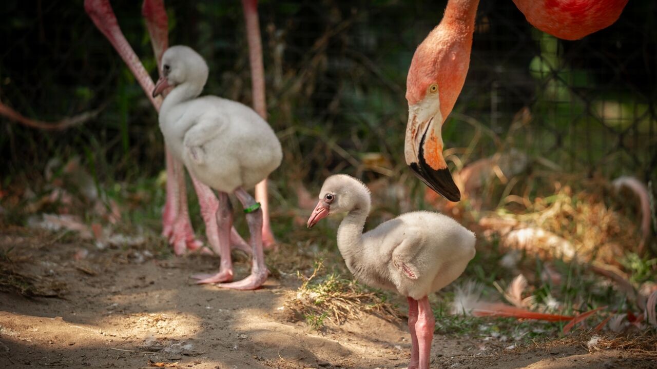 Zoo Antwerpen verwelkomt flamingokuikens Beau en Bliss: "Nu nog spierwit"