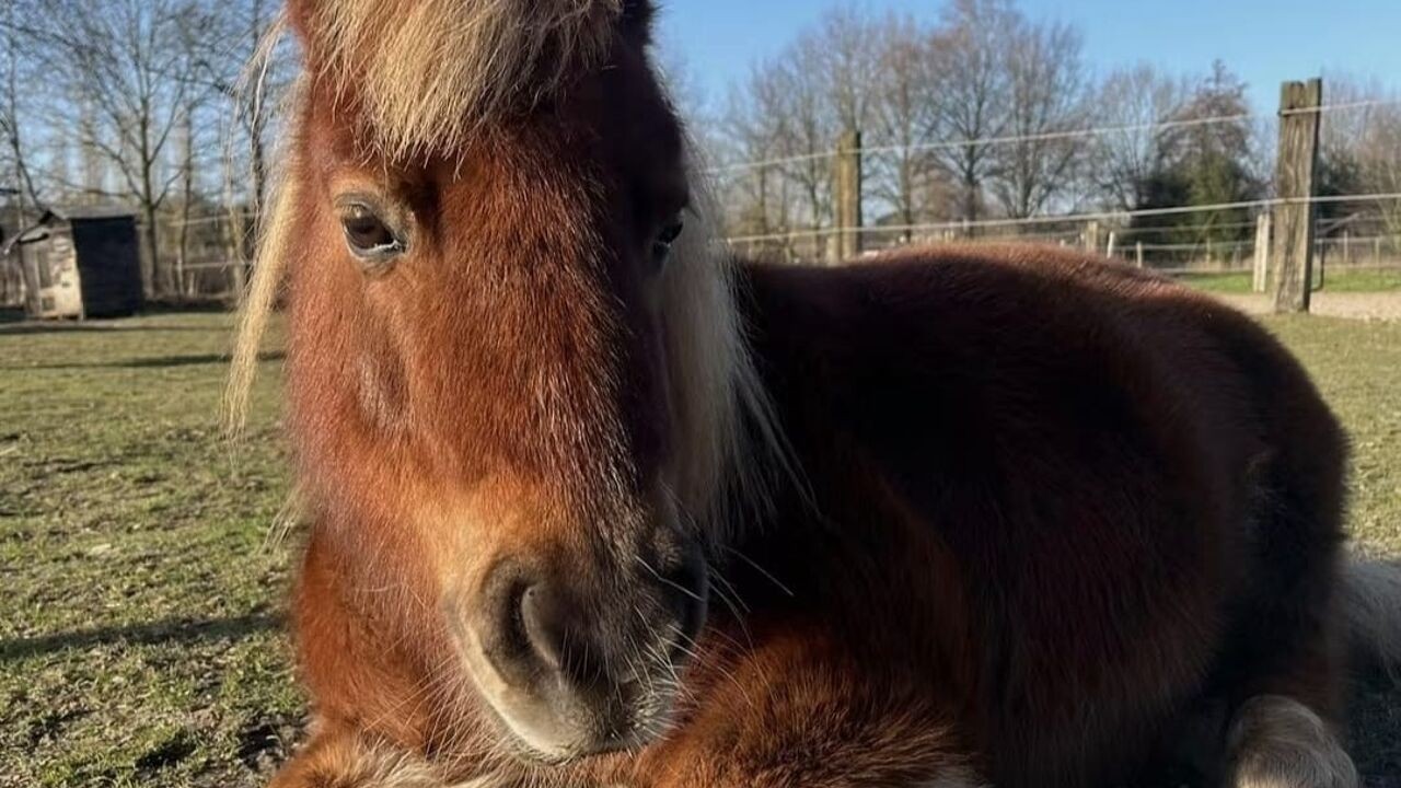 Vrachtwagenchauffeur verdacht van seksuele handelingen bij pony in Vosselaar: "Dit is ziekelijk gedrag"
