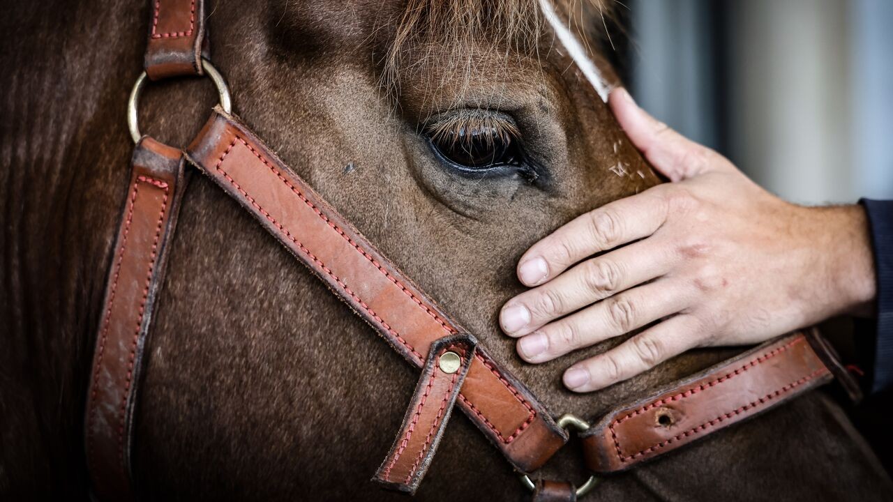 Artsen en ziekenhuizen in regio Mechelen-Willebroek verwittigd nu dieren besmet zijn met westnijlvirus
