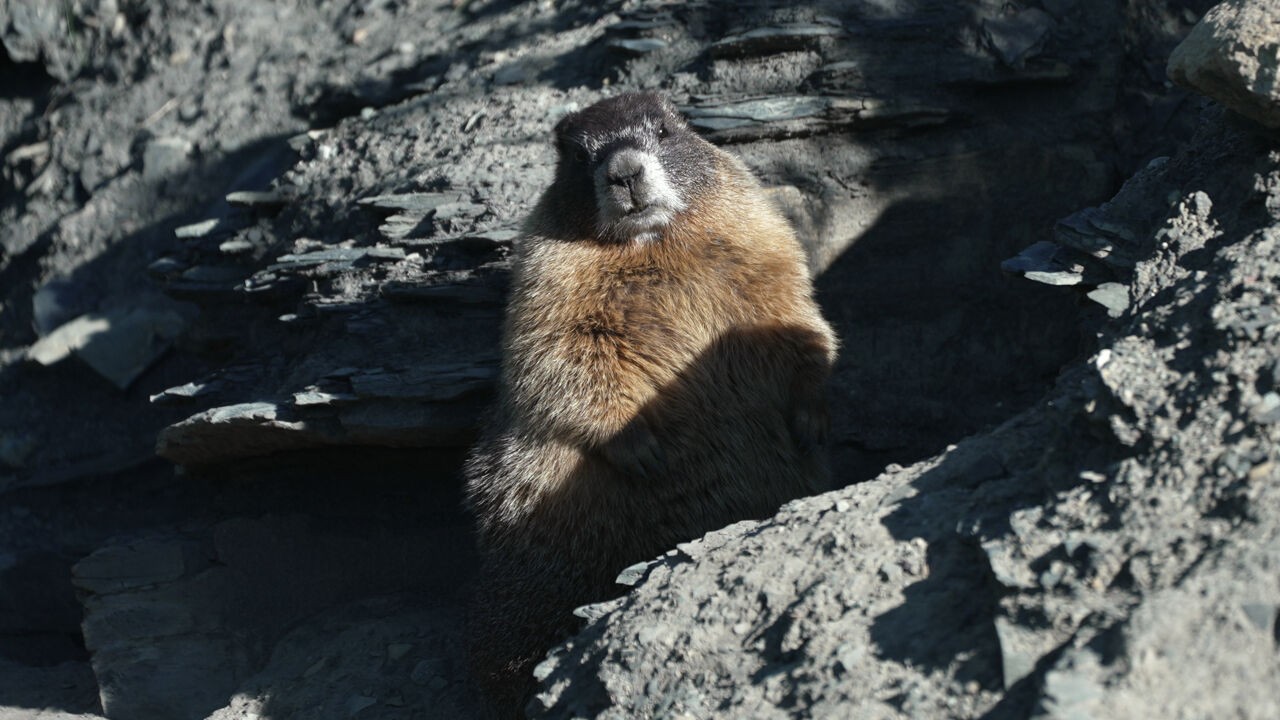 Wie eet zich het vetst voor de winter? Acht marmotten strijden om ludieke titel met serieuze boodschap