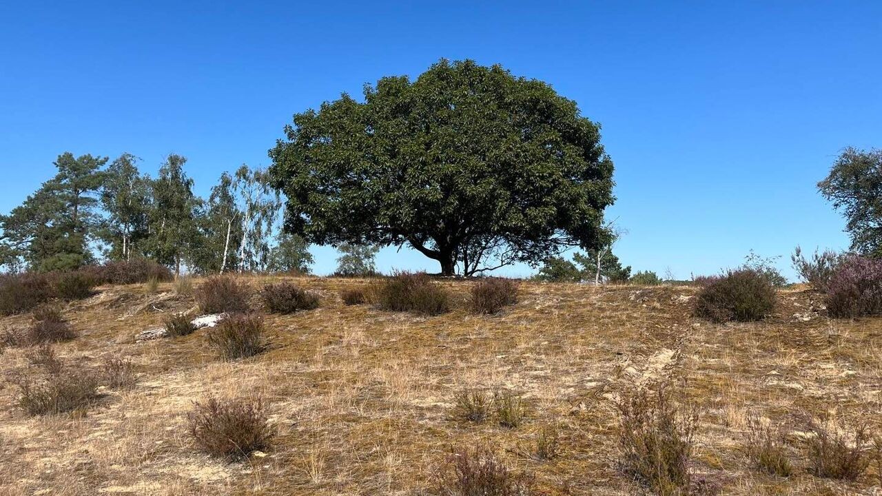Iconische Amerikaanse eik moet wijken voor heideherstel in Kalmthout: "Van sommige bomen blijf je af"