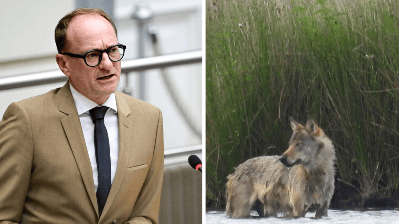 Nieuwe wolf vernoemd naar Ben Weyts: "Als eerbetoon aan minister die zijn eigen wetgeving negeert"
