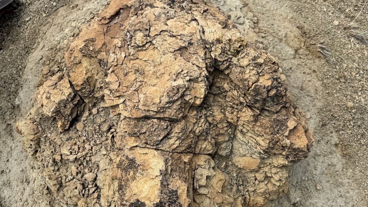 Leraar ontdekt bij toeval eerste voetsporen van wandelende T. rex in de VS
