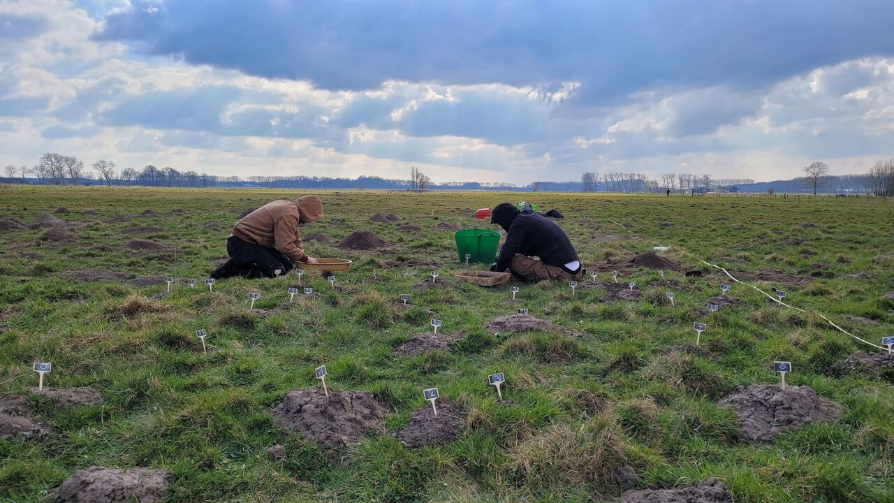 Mollen helpen archeologen middeleeuws erfgoed ontdekken in Zwingebied in Damme