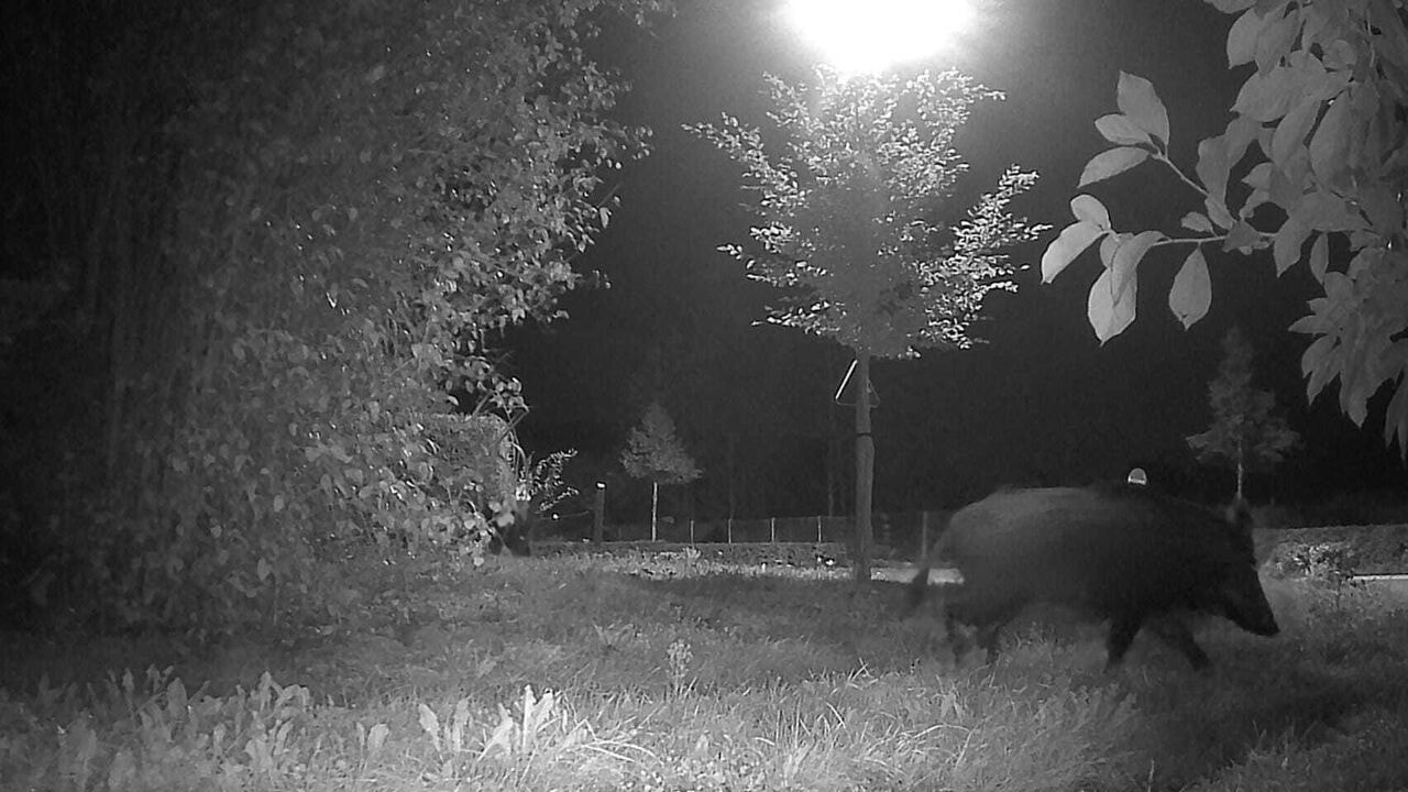 Stad Beringen vraagt aan Defensie om te mogen jagen op everzwijnen op militair domein