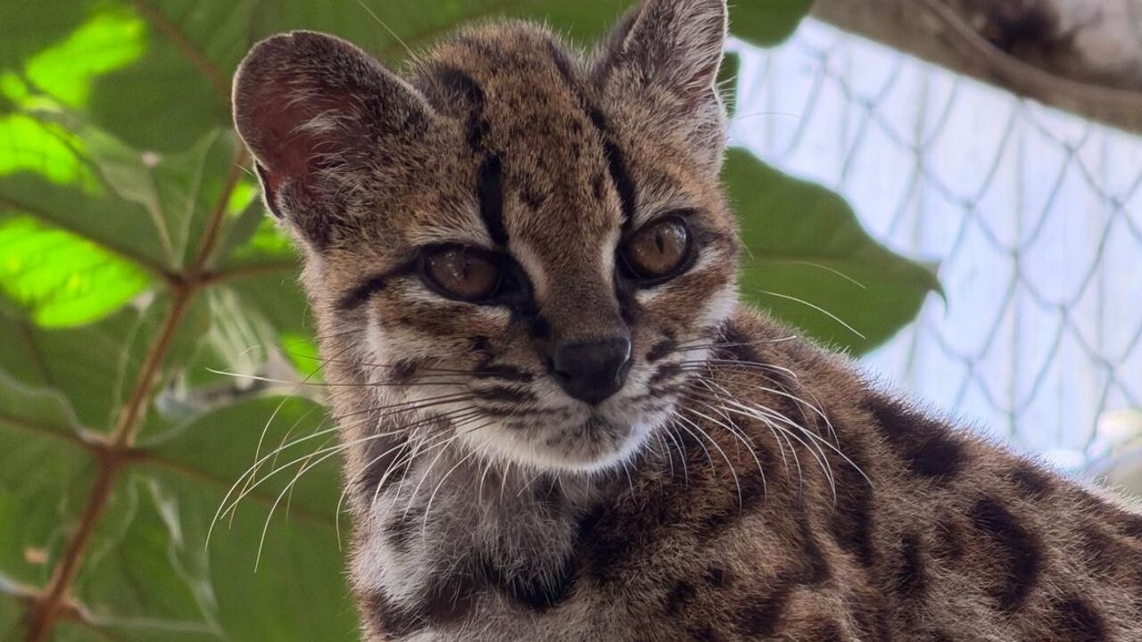 Voor het eerst in 100 jaar nieuwe kattensoort ontdekt: zeldzaam gevlekt dier is kleiner dan een huiskat en werd ontdekt door biologen UAntwerpen